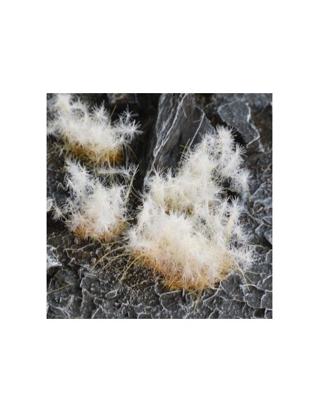 HIERBA ESPINOSA INVIERNO 12 mm