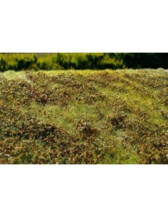 ARBUSTOS BAJOS - COLORES DE OTOÑO