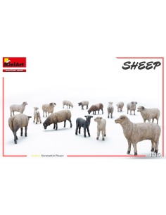 Sheep 2