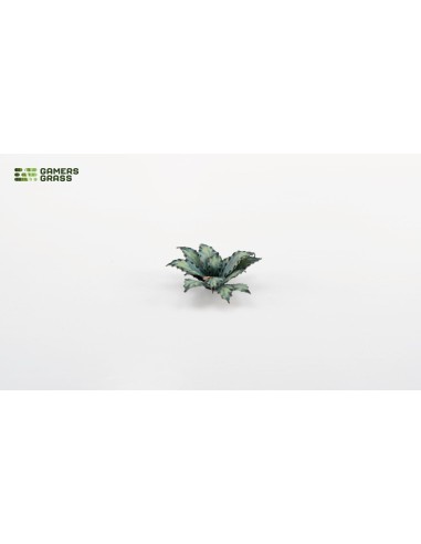 LASER PLANTS - BLUE AGAVE