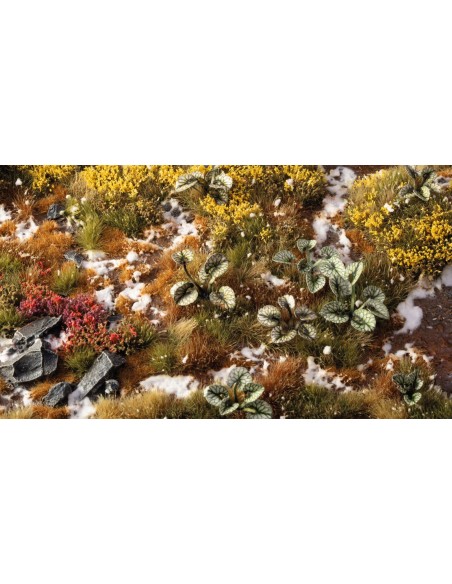 LASER PLANTS - BUGLOSS