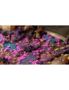 NEÓN ALIENÍGENA DIMINUTO (2 mm)