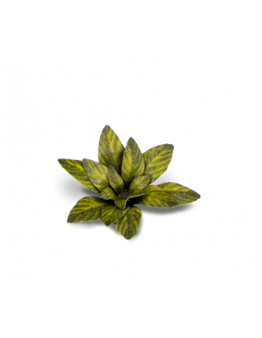 LASER PLANTS - DUMB CANE