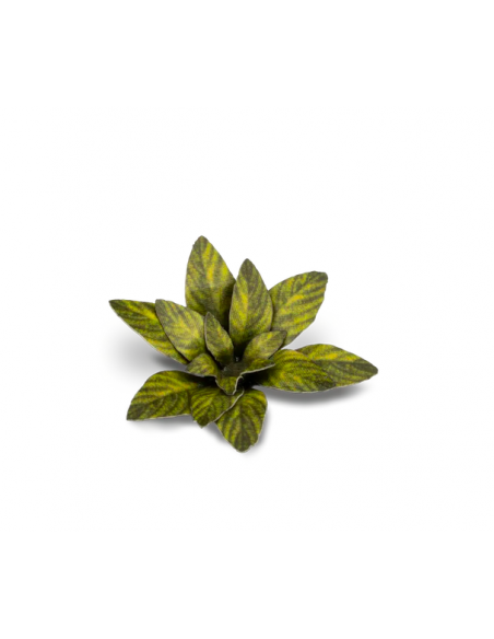 LASER PLANTS - DUMB CANE