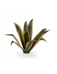 LASER PLANTS - AGAVE 2