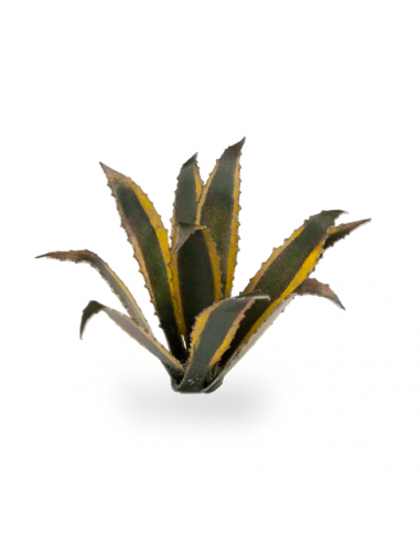 LASER PLANTS - AGAVE