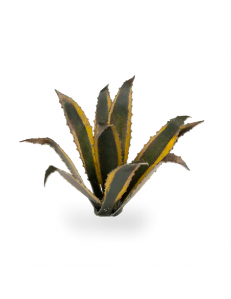 LASER PLANTS - AGAVE