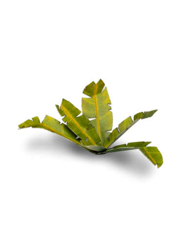 LASER PLANTS - PLATANO