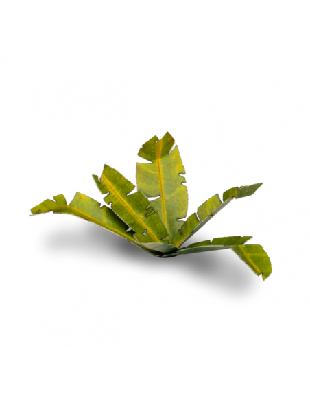 LASER PLANTS - PLATANO