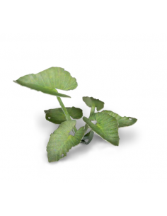 LASER PLANTS - OREJA DE ELEFANTE 2