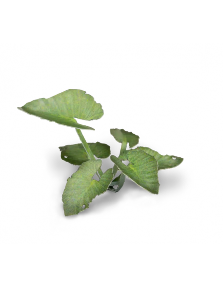 LASER PLANTS - OREJA DE ELEFANTE