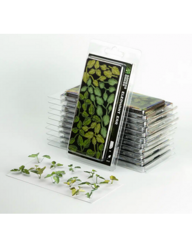 LASER PLANTS - OREJA DE ELEFANTE