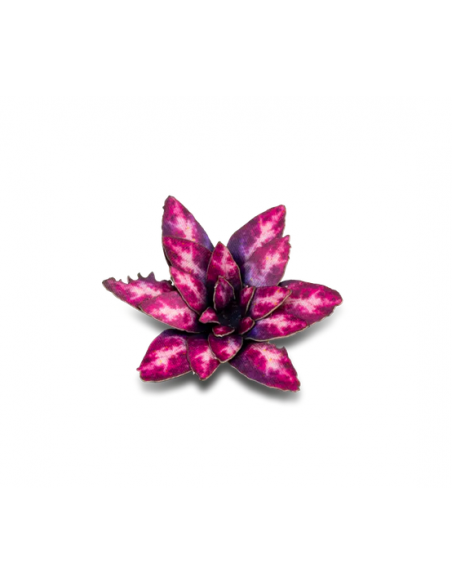 LASER PLANTS - ROSETÓN ALIENÍGENA