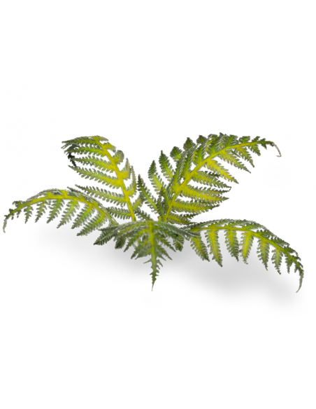 LASER PLANTS - HELECHO