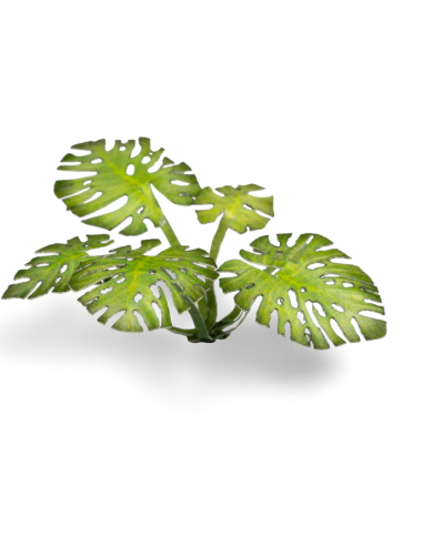 LASER PLANTS - MONSTERA