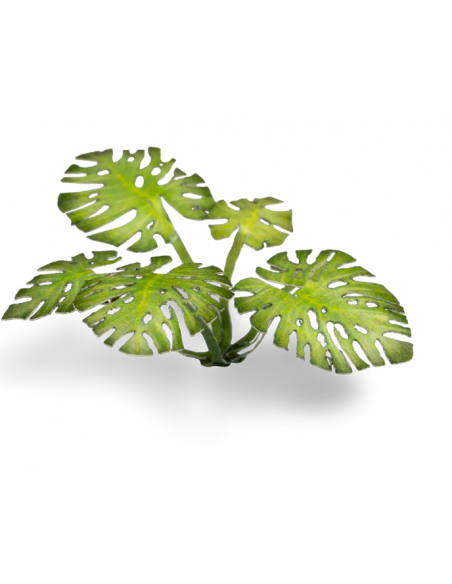 LASER PLANTS - MONSTERA