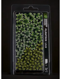 LASER PLANTS - PLANTAIN LILY 2