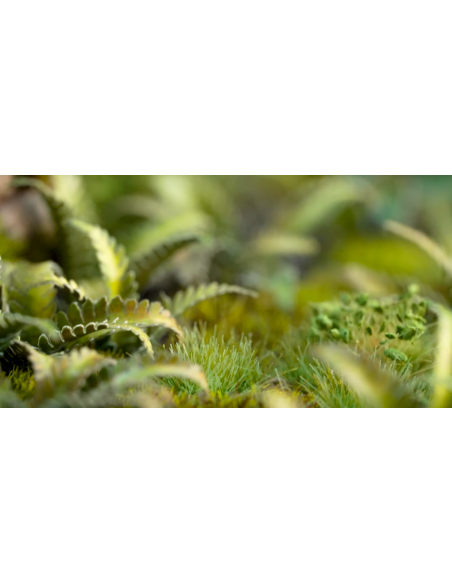 LASER PLANTS - HELECHO CIERVO